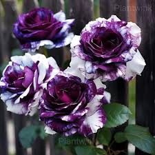 Purple & White Twin Rose Seeds - 20 Rare Bicolor Fragrant Rosa spp. Heirloom perennial