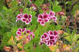 Regal Geranium Cuttings (3) - Pelargonium | Unrooted 5-8" Full Sun