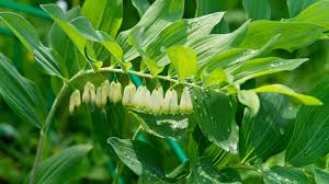 True Solomon’s Seal (Polygonatum biflorum) - 10 Bare Root Plants | Shade Perennial