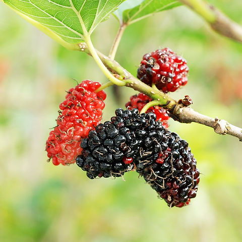 Red Mulberry Tree Cuttings (Morus rubra) - 12 Unrooted Cuttings