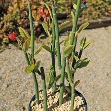 Tall Lady Slipper (Pedilanthus) Unrooted Cuttings - 5 Stems, 3-12"