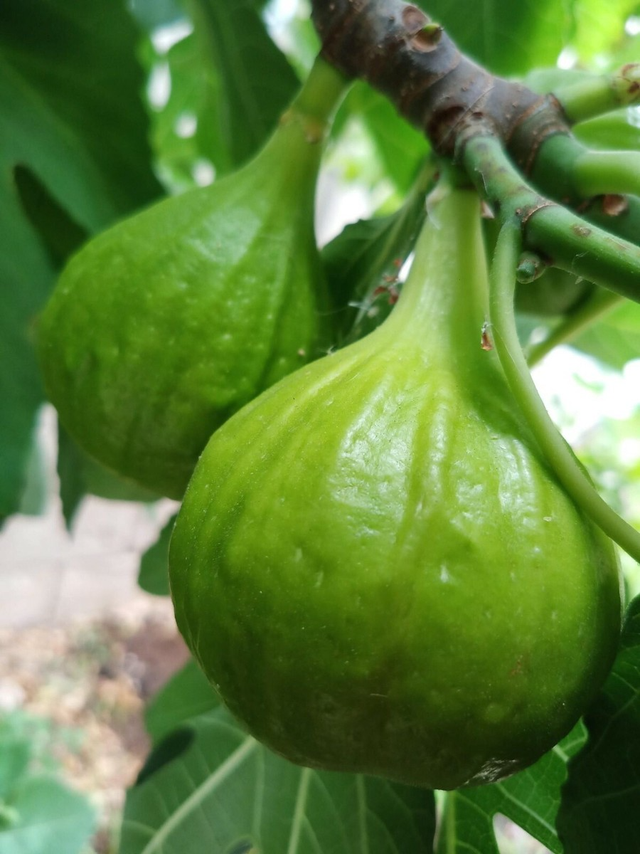 White Kadota Fig Cuttings (3 x 6