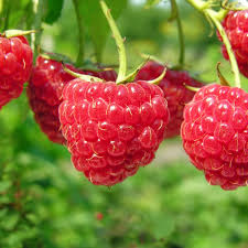 Red Raspberry Heritage Unrooted Scion Cuttings (4) - 10-12" Rubus idaeus for Rooting or Grafting