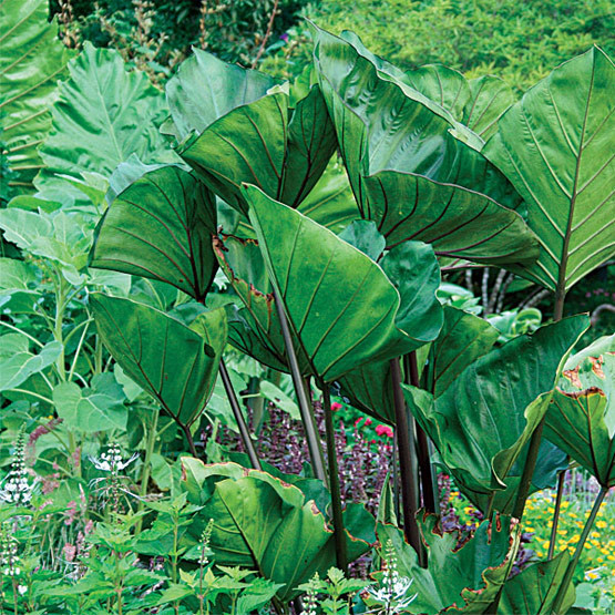 Colocasia esculenta Starter Plant - Tea Cup Elephant Ear (Small Rooted Plant)
