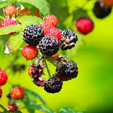 Cumberland Black Raspberry Plants (Rubus occidentalis) - 5 Pack, 1–2 Year Old Live Fruit Shrubs