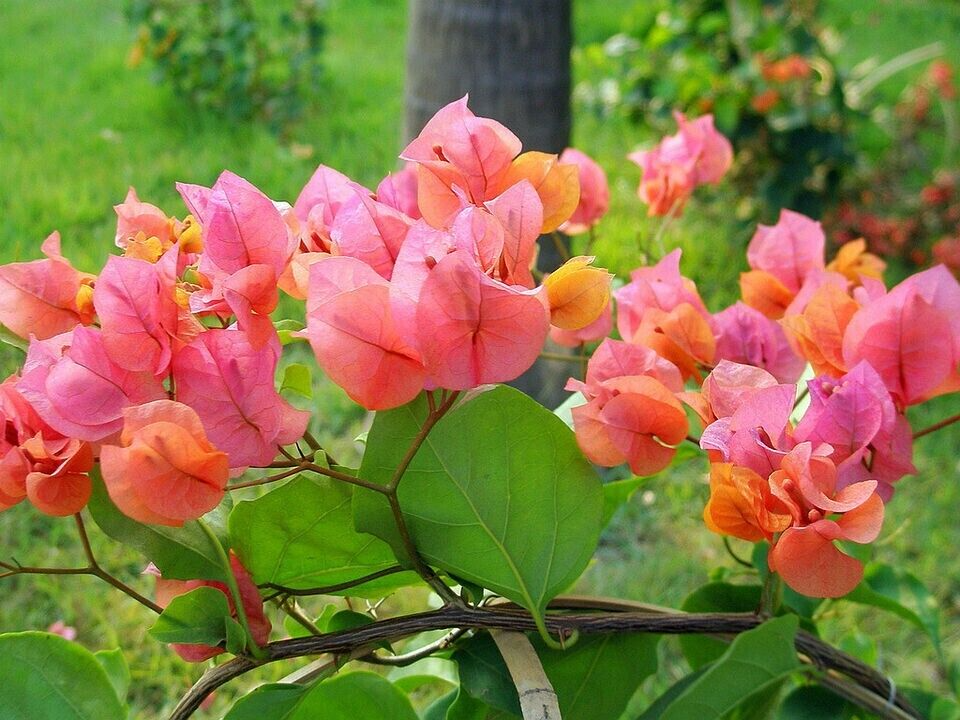 12 Organic Unrooted Pink Orange After Glow Bougainvillea Cuttings – Propagation Material