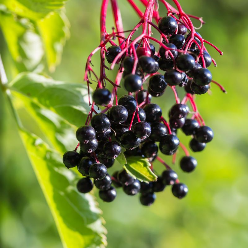 Adams Elderberry Cuttings (Sambucus nigra 'Adams') - 12 Unrooted Stems for Zones 3-9