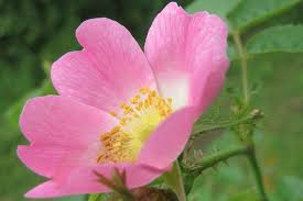Eglantine Rose Cuttings (Rosa eglanteria) - Fragrant Leaves, Edible Hips & Flowers