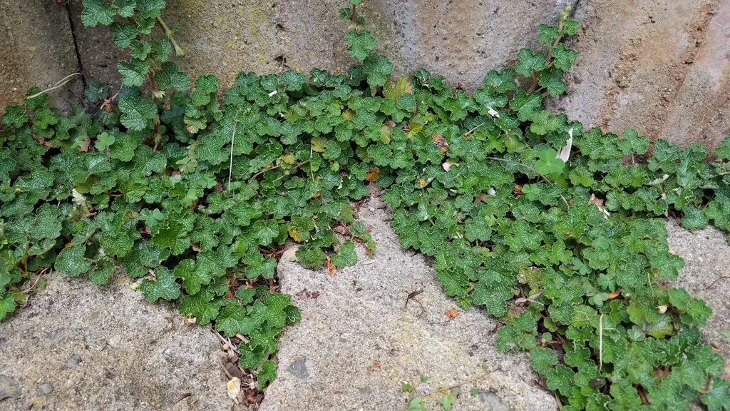 Rubus pentalobus Cuttings - 4 Rooted Cuttings | Formosan Raspberry, Evergreen Ground Cover