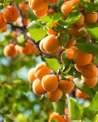 Apricot Tree Cuttings - 3 Pack (6"+), Scion Wood for Rooting or Grafting