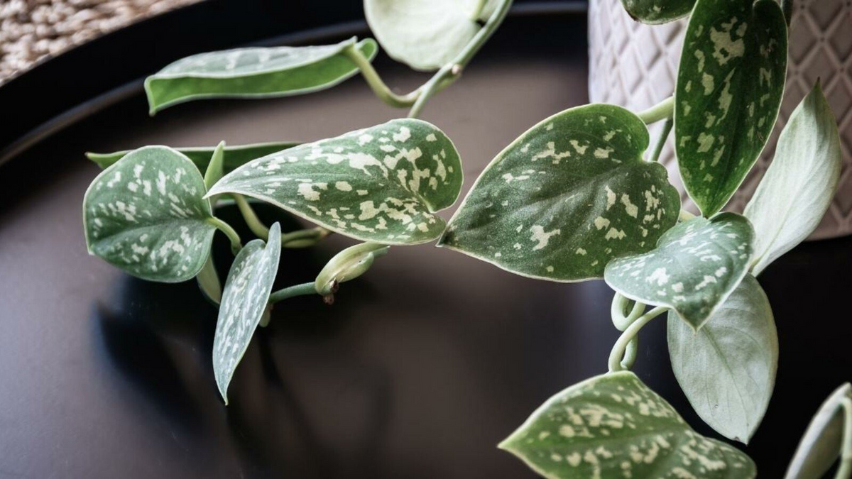 Scindapsus Pictus Satin Pothos - 2 Rooted Cuttings, Silver Variegated Starter Plant