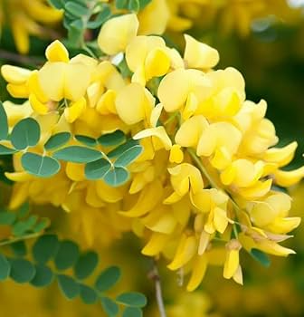 Caragana arborescens Seeds - Siberian Pea Tree (25 Seeds) - Nitrogen-Fixing Shrub