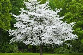 White Dogwood Tree (Cornus florida) - 6 Unrooted Cuttings, 6" Each, Heirloom