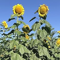 Mongolian Giant Sunflower Seeds - 10 Non-GMO Seeds for 12–14 ft Tall Yellow Blooms