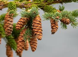 Picea glauca Seeds - White Spruce (25 Seeds) - Alaska Wild Harvested, Zone 2-6