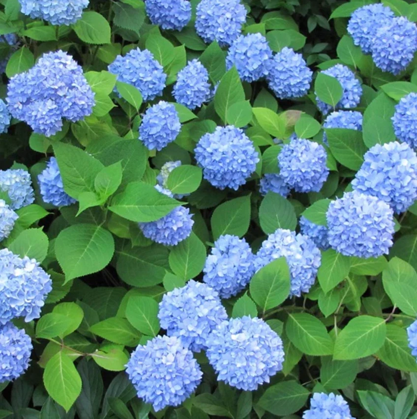 Hydrangea macrophylla Nikko Blue - 6 Rooted Cuttings (7-10 in) Blue Flowers, Shade Tolerant