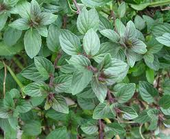 Chocolate Mint Small Bush Plant (Mentha x piperita) - 8" Cuttings, Aromatic for Tea & Cooking
