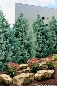 Carolina Sapphire Cypress Trees - Cupressus arizonica (5 Live Trees) 12–24"