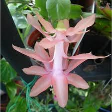 Schlumbergera truncata Cuttings (2 Stem Segments) Peach Blooms | Thanksgiving/Holiday Cactus