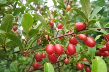 Elaeagnus multiflora Goumi Cuttings - 4 Count