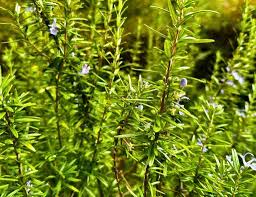 Rosemary Cuttings (Rosmarinus officinalis) - 15 Unrooted 10" Each Organic