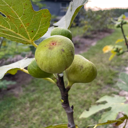 Brooklyn White Fig Unrooted Cuttings (2) + Willow Water for Rooting