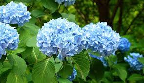 Hydrangea macrophylla Cuttings - 10 Unrooted Stem Cuttings with Deep Blue Flowers