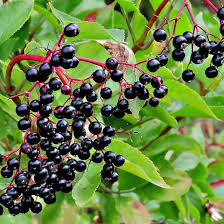 Black Elderberry Seeds (Sambucus nigra) - 100 Non-GMO Seeds for Hedgerows & Wildlife Gardens
