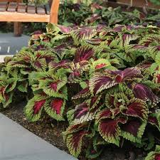 Red Giant Kong Coleus Rooted Cuttings - 5-7" | Coleus x hybridus