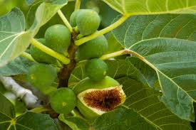 Celeste Fig Unrooted Cuttings (5) - 6"+, 3+ Nodes for Propagation