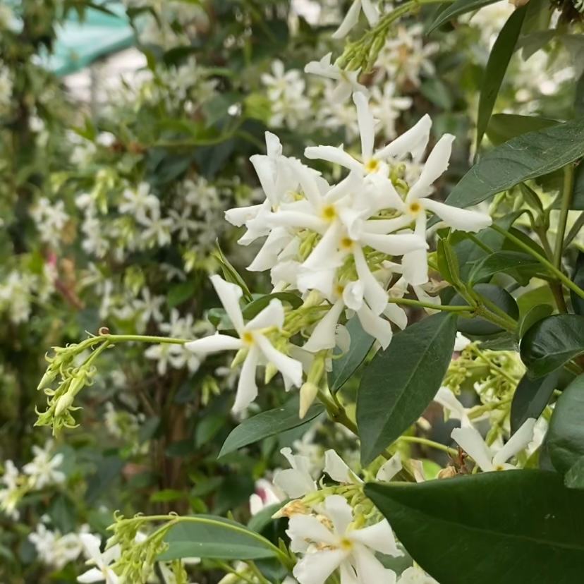 Star Jasmine Plant (Trachelospermum jasminoides) – 1 Rooted Stem, 8-12 Inches Tall