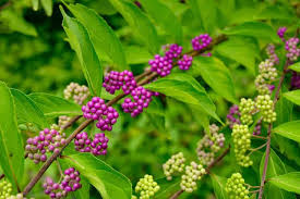 Callicarpa americana Bonsai Beautyberry Seeds - 20 Non-GMO Seeds for Bonsai & Ornamental Use