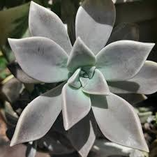 Ghost Plant Succulent Graptopetalum paraguayense - 4 Unrooted Cuttings