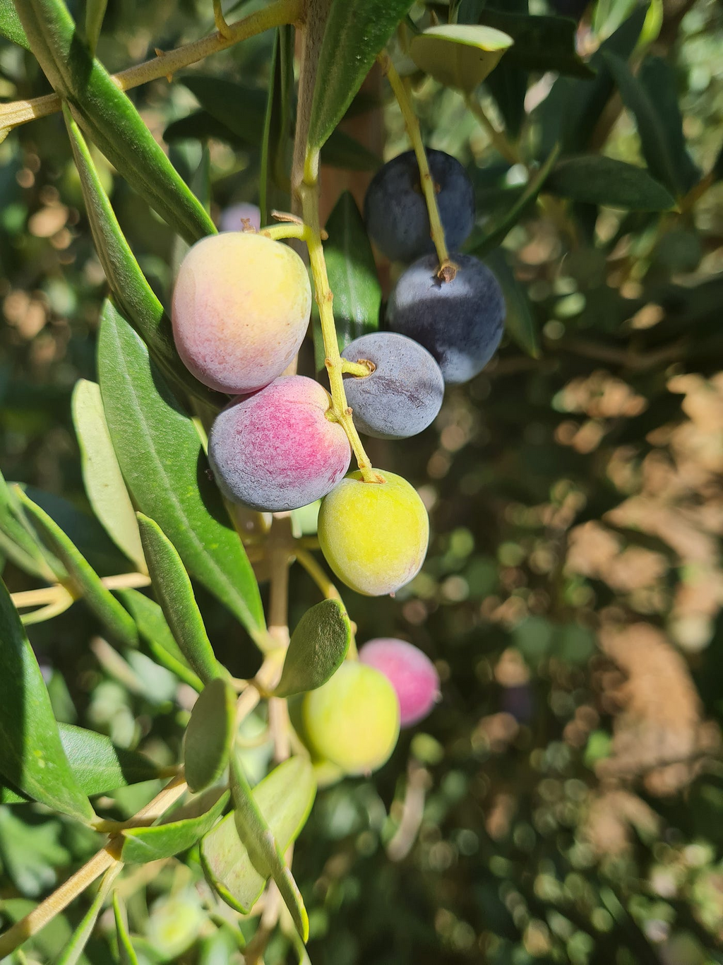 Arbequina Olive Tree Starter Plant - Olea europaea, 5+ inches, Drought-Tolerant, Zones 8-11