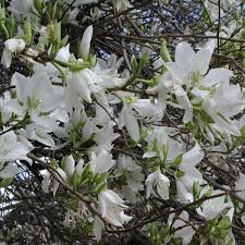 10 Seeds Bauhinia Alba – White Orchid Tree (Bauhinia variegata alba) for Planting