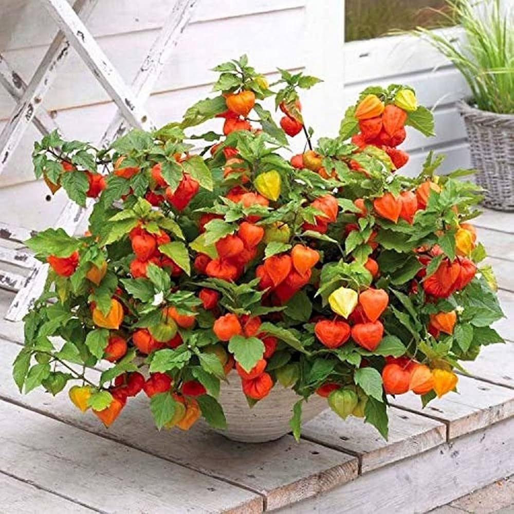 Golden Berry 'V' Pineapple Fresh Cuttings for Rooting (Physalis peruviana) – 6 Unrooted Cuttings