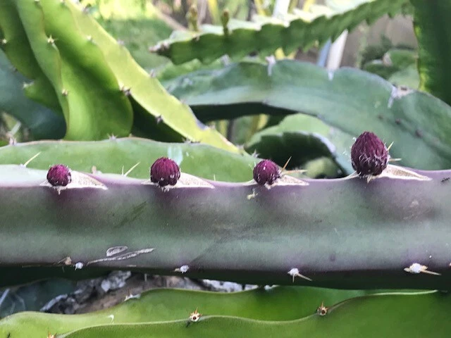Black Africanis Dragon Fruit Cuttings (8-10") - TLM Variety, Near-Black Skin, Red Flesh, Self-Fertile