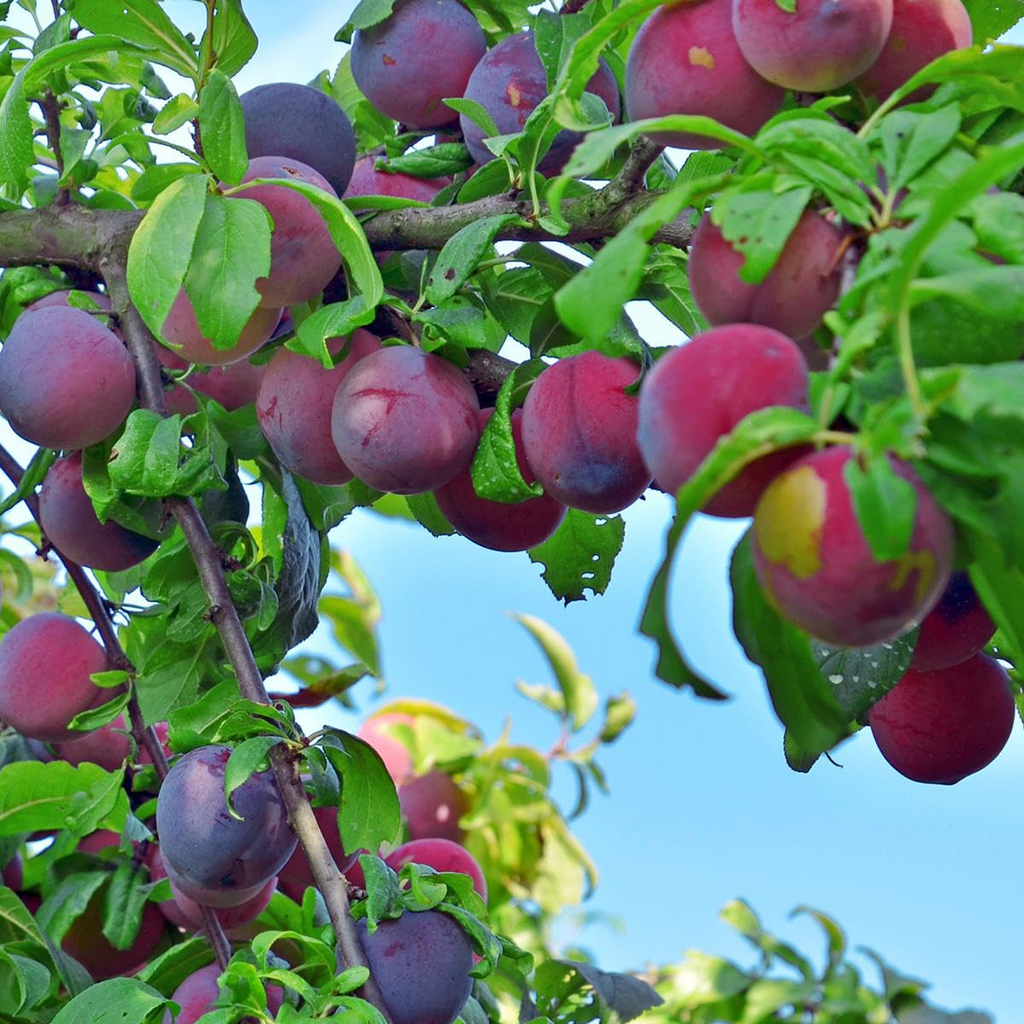 10 Plum Tree Seeds | Prunus americana | American Wild Plum - Non-GMO Seeds