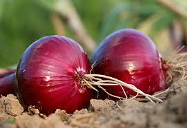 Onion Red Burgundy Short Day Seeds - Allium cepa, 70 Seeds for Early Spring Planting