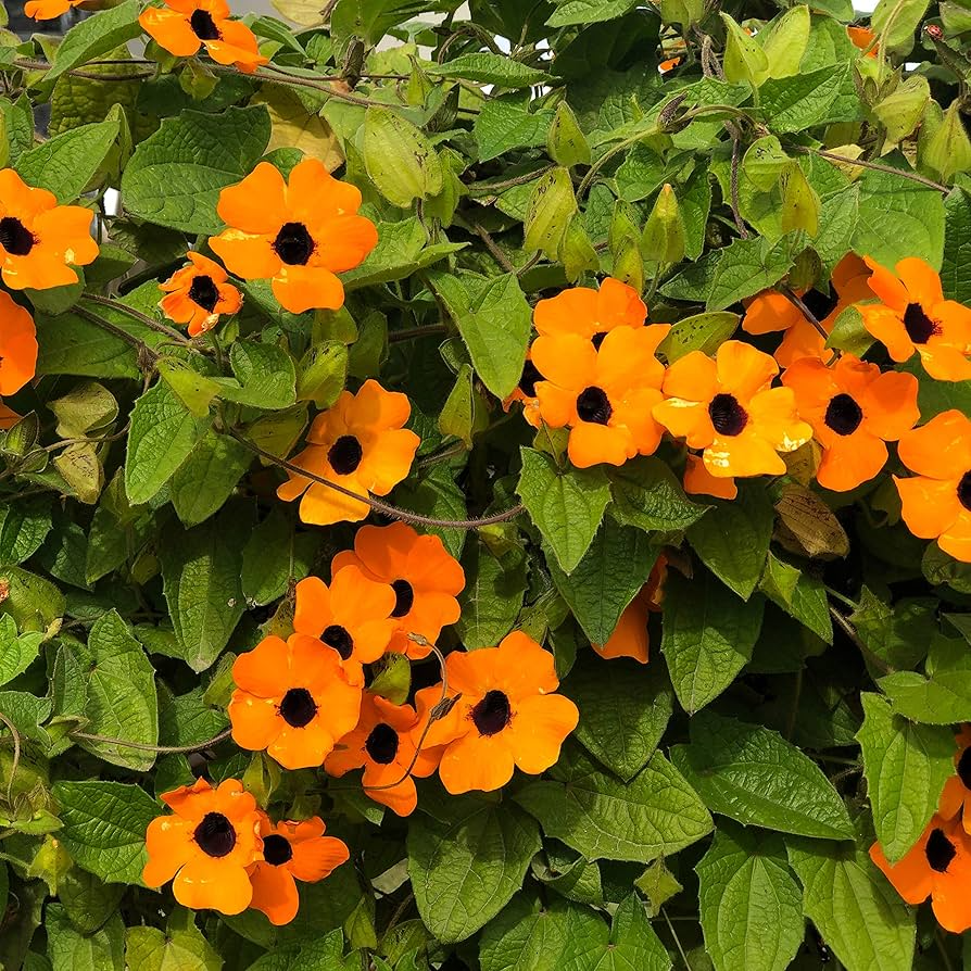 Black Eyed Susan Vine Seeds (Thunbergia alata) - 100 Non-GMO Seeds for Vertical Gardens