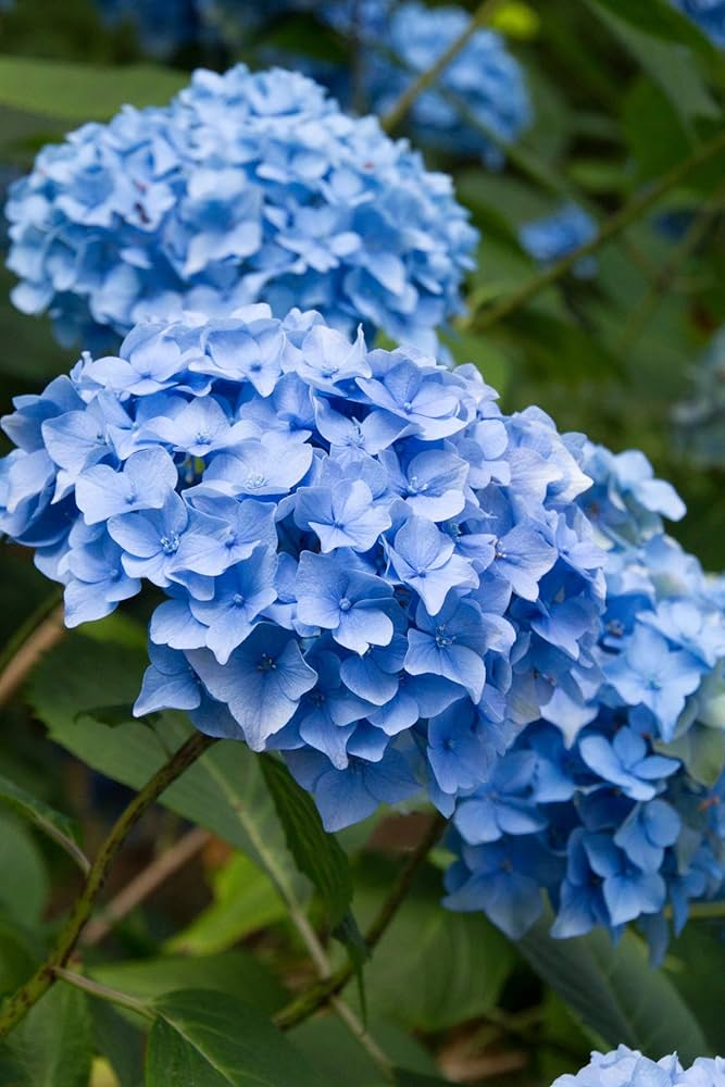 Blue Hydrangea Plant (Hydrangea macrophylla) - Fully Rooted Cutting 3-8" Tall