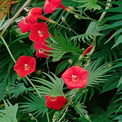 100 Red Ipomoea Seeds (Ipomoea coccinea) - Non-GMO Climbing Vine for Trellises & Fences