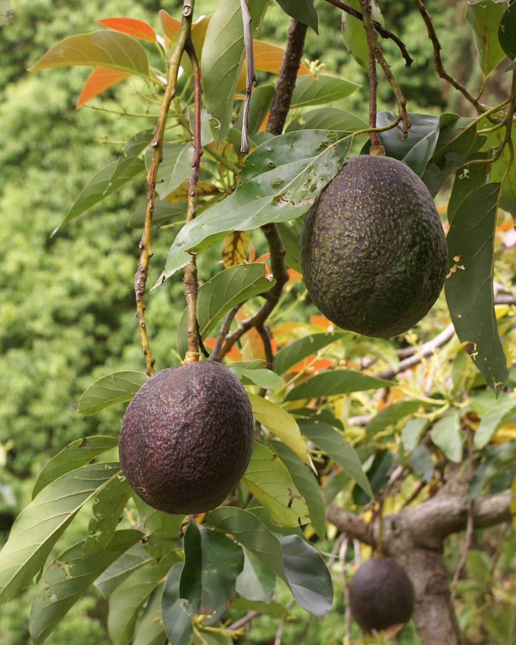 5 Cleopatra Avocado Unrooted Cuttings (Wax-Dipped) - Persea americana, Grafting Scions