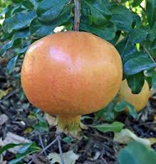 10 White Pomegranate Unrooted Cuttings (Punica granatum) 8-10" Organic, Each 8-10" – Propagation