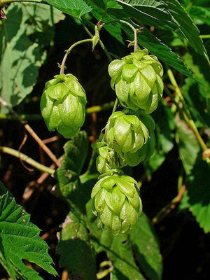 Humulus lupulus Seeds - 20 Count | Hops Vine - Fast-Growing Perennial Climber