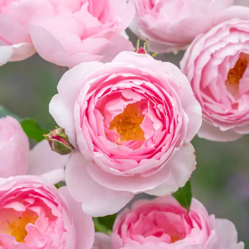 David Austin Rose Cuttings - 3 Unrooted 5" Stems, Soft Pink, Zones 5-9