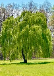 Weeping Willow (Salix babylonica) Bare Root Tree 14-24" - Fast-Growing Shade Tree