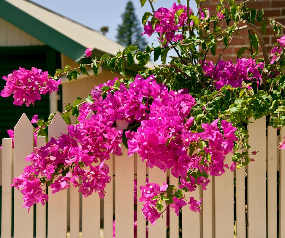 Bougainvillea Fuchsia Cuttings - 8 x 6-8 in, Pink-Purple Blooms, Root Easily, Zones 9-11