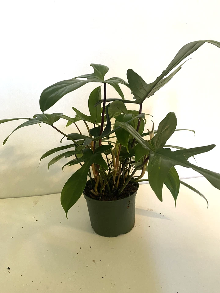 Philodendron Florida Ghost - 3" Rooted Live Plant, Color-Changing Foliage