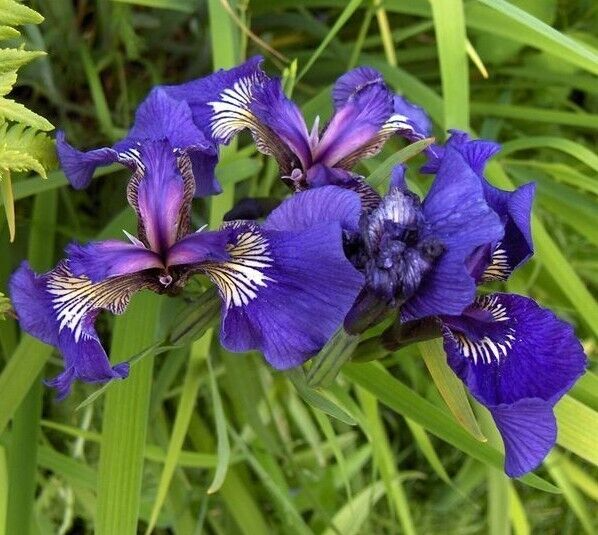 Iris setosa Seeds - 100 Count (Wild Iris) Alaska - Purple-Blue, Cold Stratification